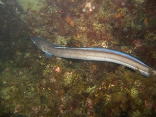  mergulho noturno em Cap d'Agde 